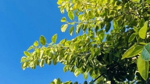 7月16日湖南湖北天气 湖南持续晴热湖北未来高温